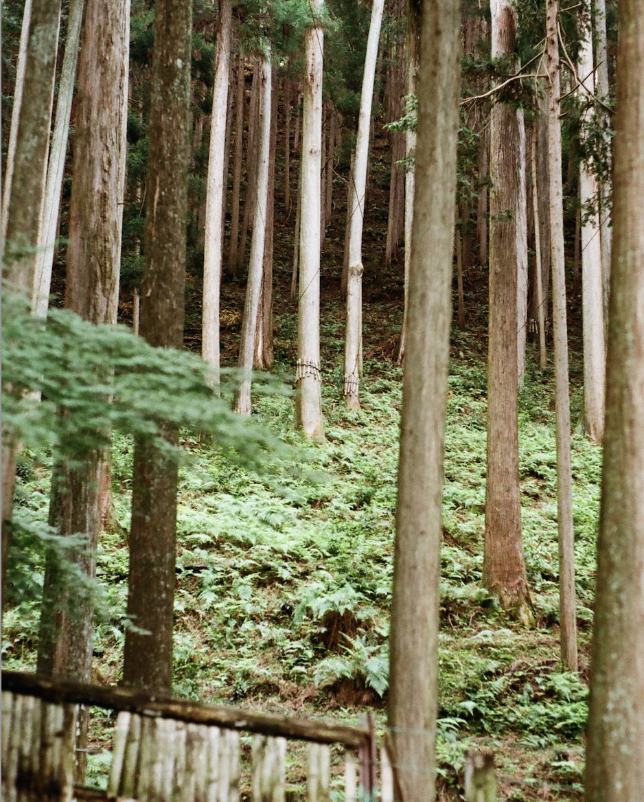 Dense forest with tall, straight trees and lush green ferns covering the forest floor.