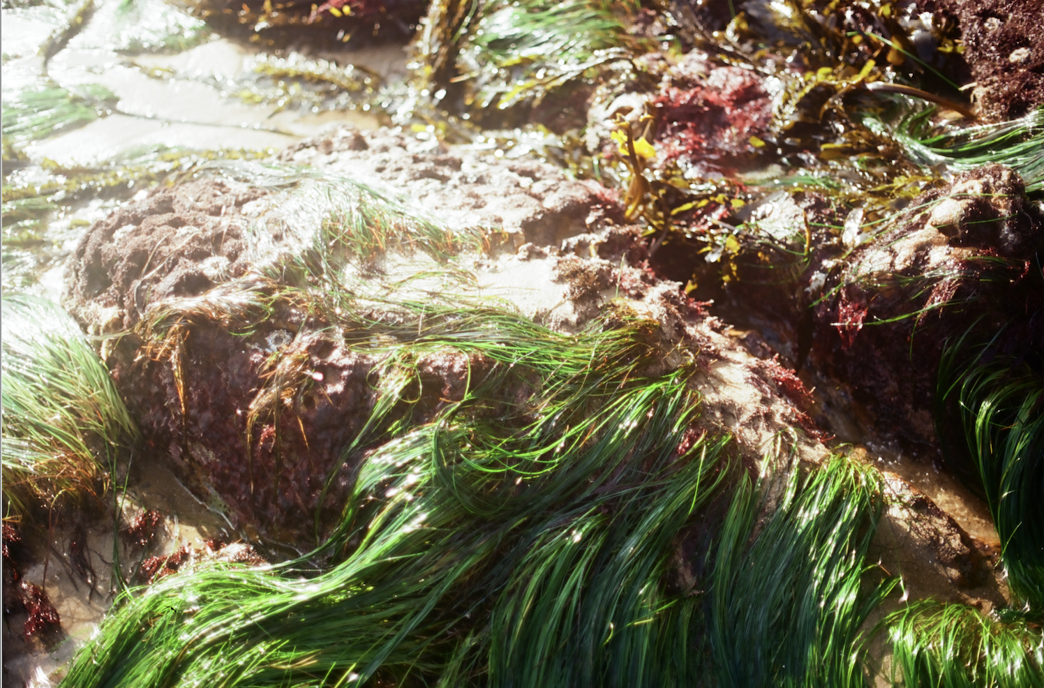 Sunlit green seaweed and red algae growing on wet coastal rocks.