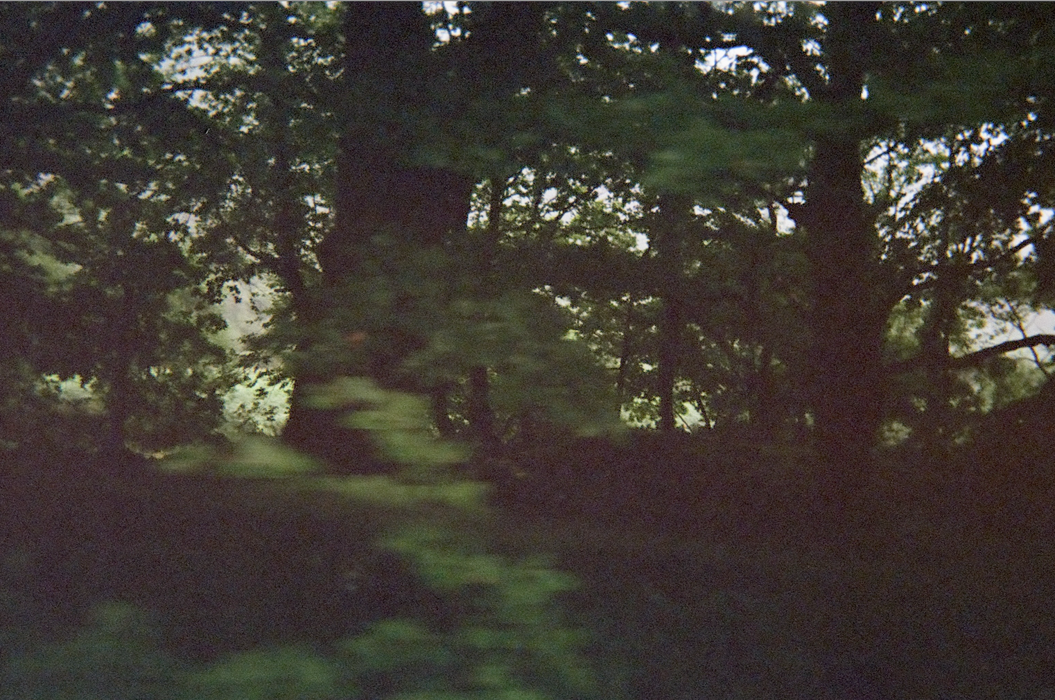 Dense forest scene with large trees and thick foliage in low light.